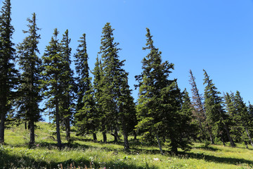 Group of trees on the Rax in the Austrian Alps