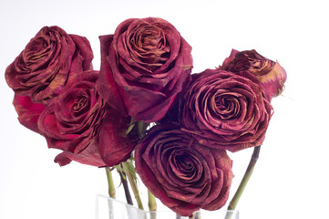 faded old rose dead on white background