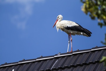 Storch steht auf Hausdach