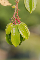 Green star apple on tree