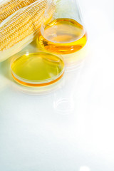 Fototapeta na wymiar Biofuel or Corn Syrup sweetcorn
