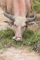 Thai albino buffalo in meadow