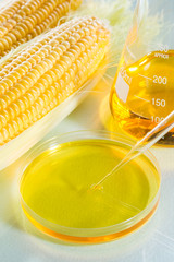 Biofuel or Corn Syrup sweetcorn