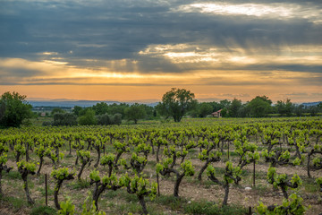 Vineyard in the provence during sunset