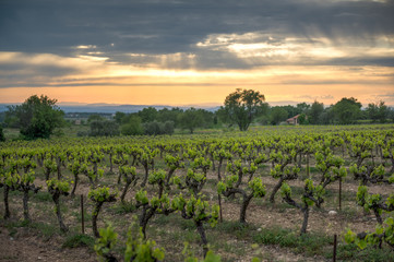 Fototapeta na wymiar Vineyard in the provence during sunset