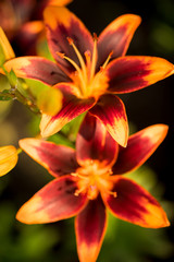 Fototapeta na wymiar Orange and red lily on a green background, selective focus