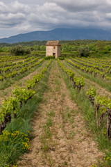 Fototapeta na wymiar Stand alone house in the middle of vineyard, France