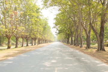 road in garden