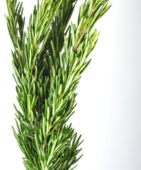 Rosmarin Zweige isoliert