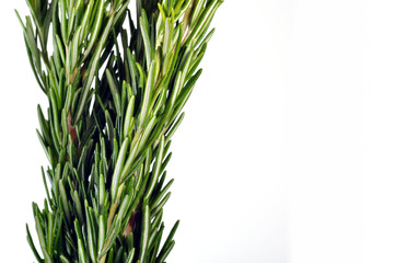 Rosmarin Zweige isoliert