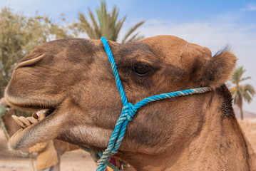 Camel in Sahara