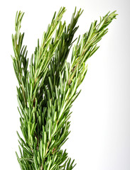 Rosmarin Zweige isoliert