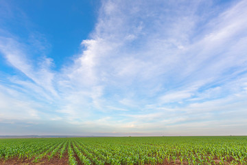 Obraz premium Young green maize