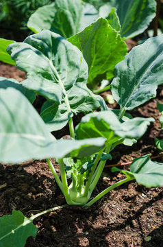 Cabbage kohlrabi with foliage growing in the garden.