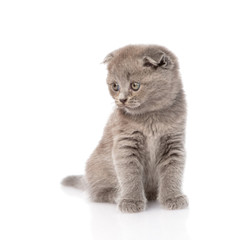 Obraz premium sad little kitten looking away. isolated on white background