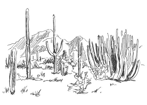 hand sketch American Desert