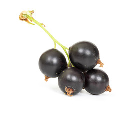 Berries of black currant