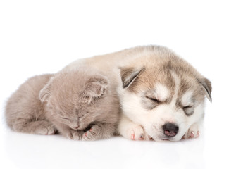 Obraz premium scottish kitten and Siberian Husky puppy sleeping together. isol