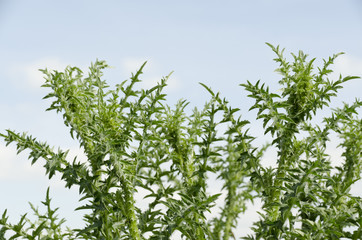 Thistle side view of the sky in the background