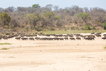 Fototapeta na wymiar Large herd of buffalo