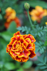 Large flower on a background of green grass
