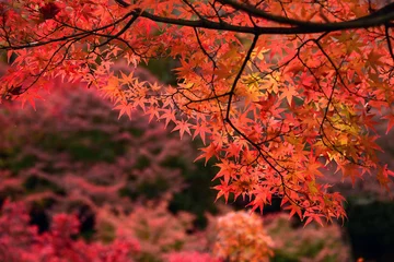 Papier Peint photo Lavable Automne Momiji, Japanese maple in autumn season