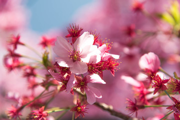 Pink cherry blossom branch on blurred pink background