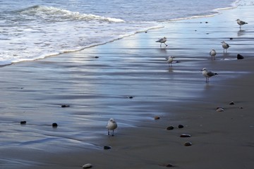 Seagulls on the sand on the beach