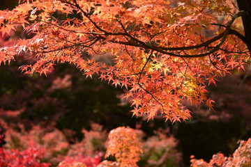 Momiji, Japanese maple in autumn season