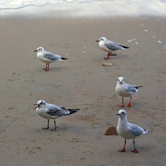 Fototapeta premium Seagulls on the sand