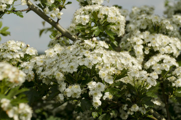 white hawthorn blossom  with heaven