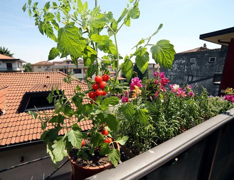red tomato plant in the balcony