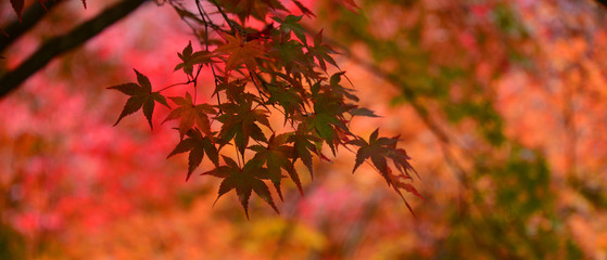 Momiji, Japanese maple in autumn season