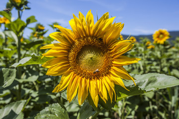 sunflower in summer time