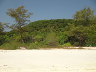 La jungle de l'ile de Koh Rong au Cambodge