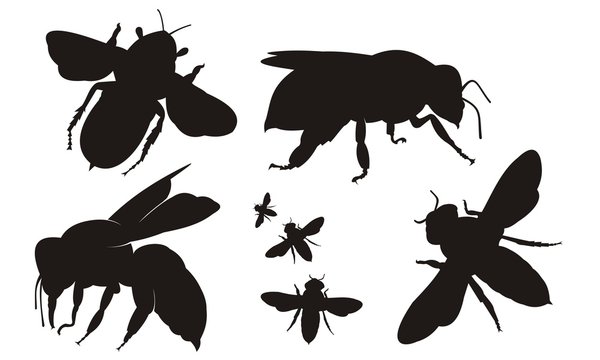 illustration with bee and wasp silhouettes isolated on white background