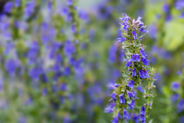 Obraz premium Hyssop flowers in the herb garden, blurred background