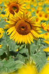 Field of sunflowers