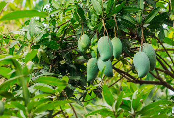 Green Fresh mango  on a branch of tree