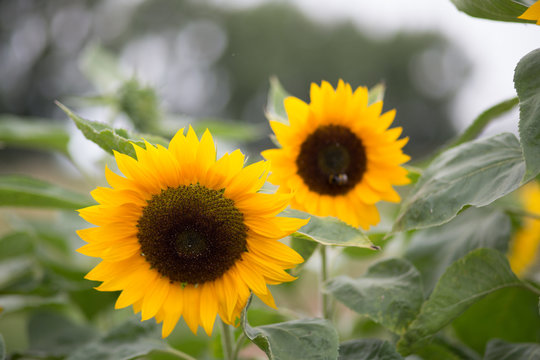 Sunflower in the field - Stock image