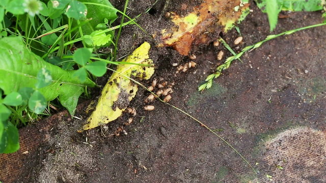 ants and grubs