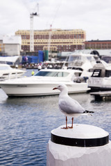 Fototapeta premium Seagull in the harbour