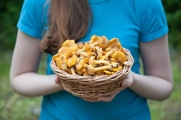 Chanterelles in a basket