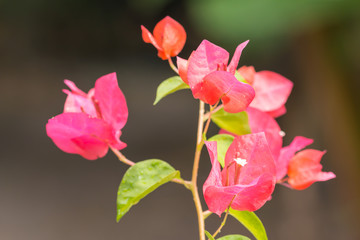 drop water on bougainvillea flowers in rainforest