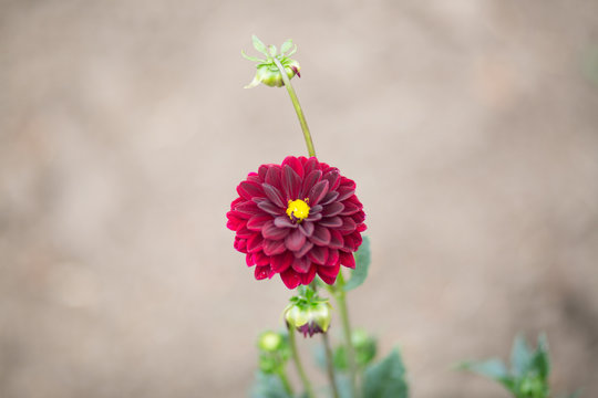 Red Dahlian flower - Stock image