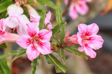 Fototapeta premium Impala Lily, Desert Rose, Mock Azalea, Pinkbignonia, Adenium flo