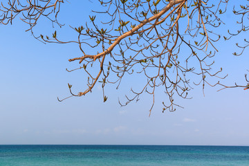 Leafless tree over blue sea