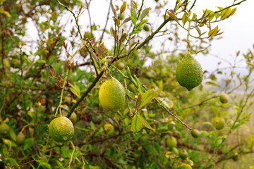 Three unripe lemons on a tree