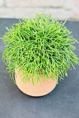 Rhipsalis potted house plant