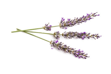 Fototapeta premium lavender isolated